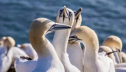 九游入口-Cloud9遭遇世界赛淘汰遗憾出局，cloud9是哪个国家的战队